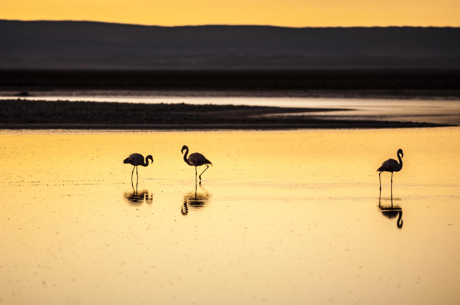 Salar de Atacama at Sunset
