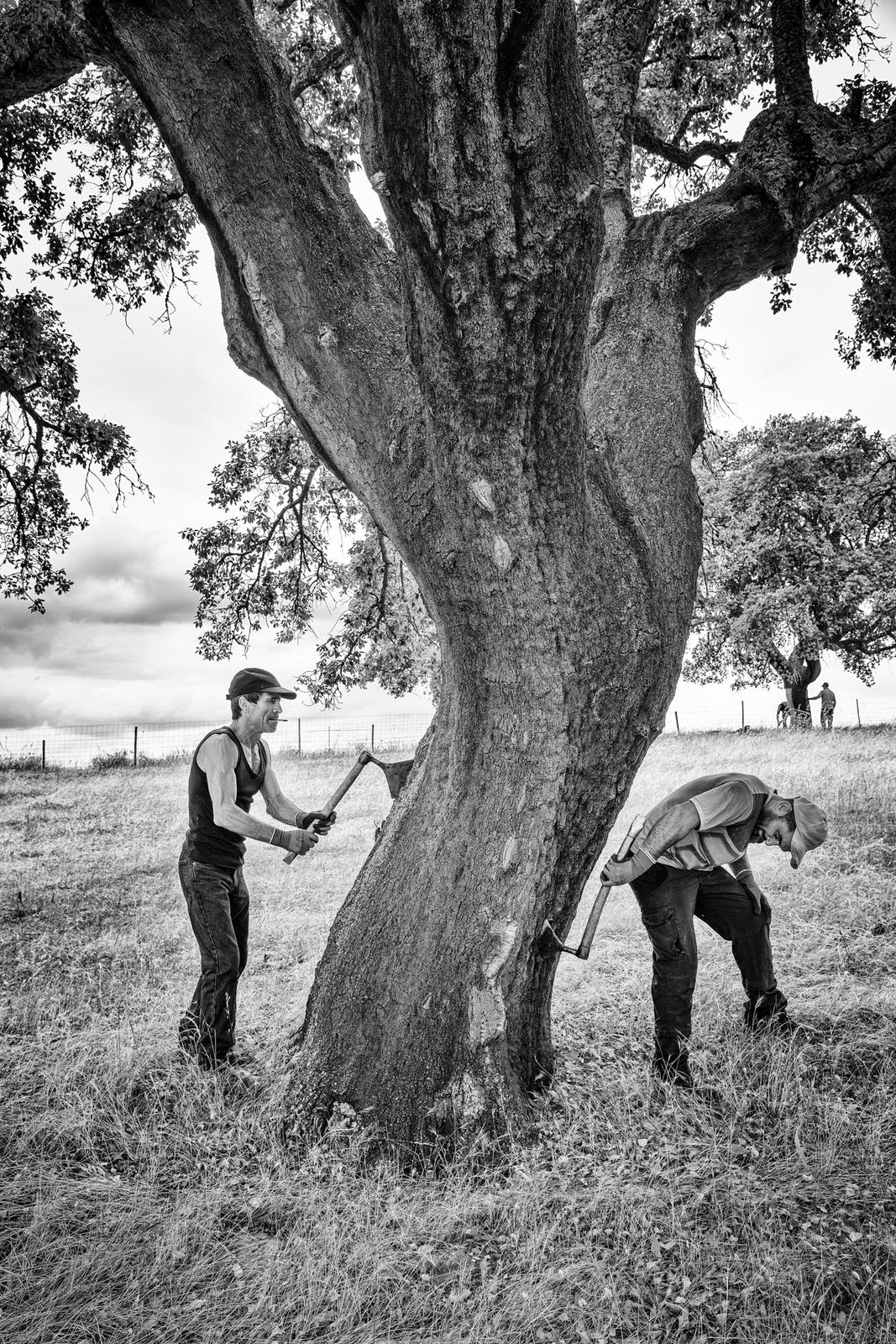 Cork Harvest III