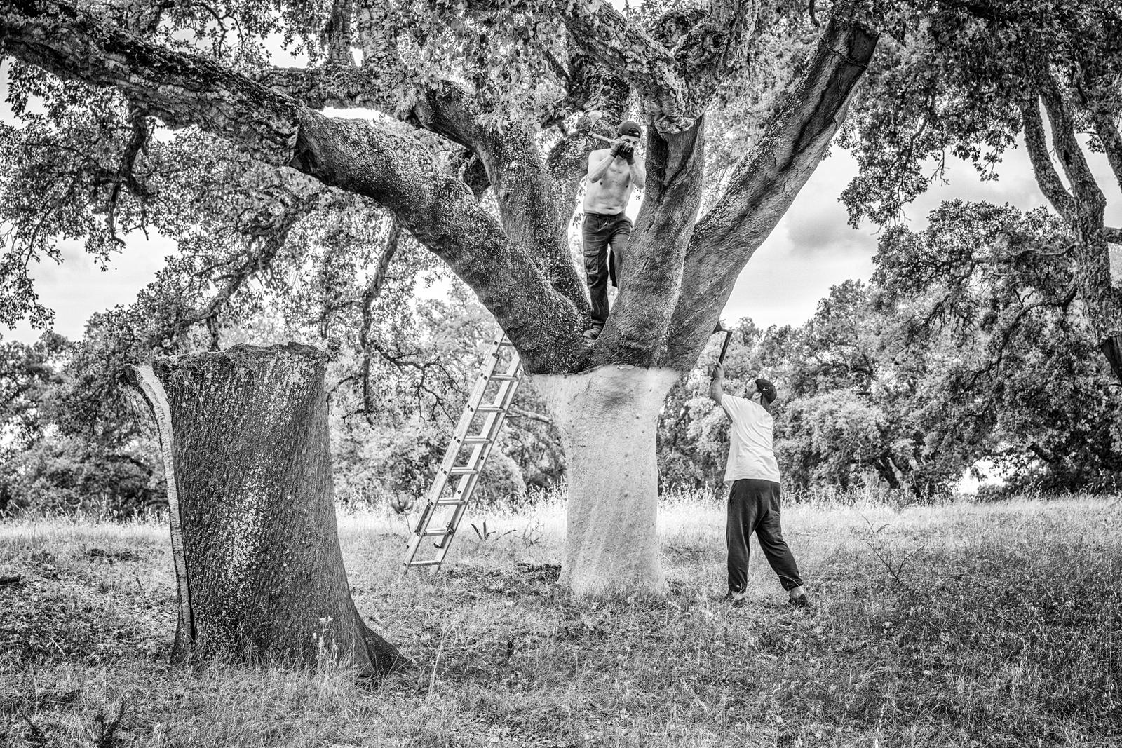 Cork Harvest IV