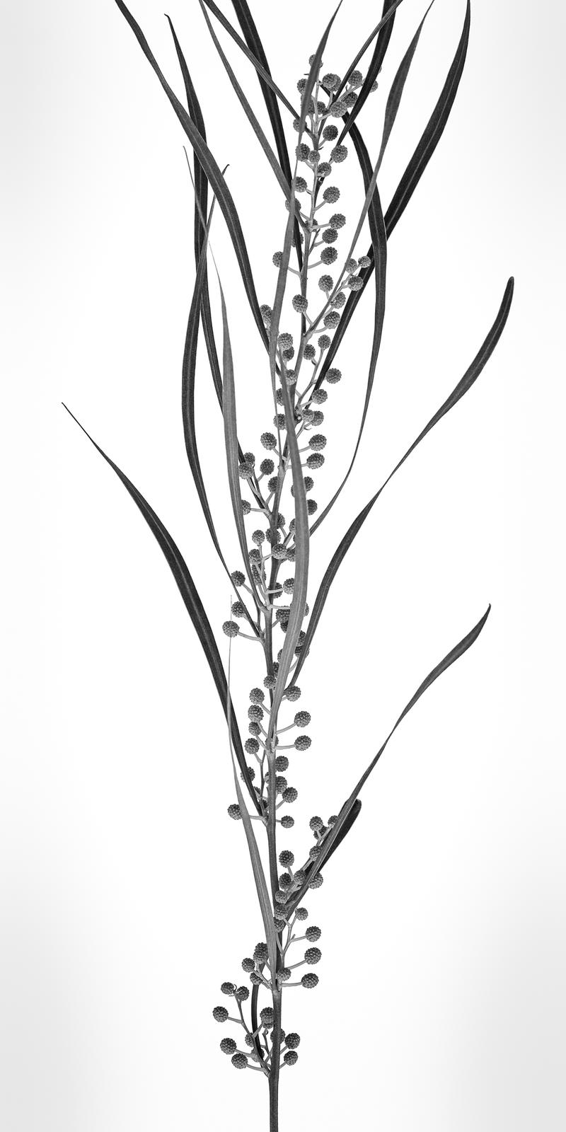 Studio Plant