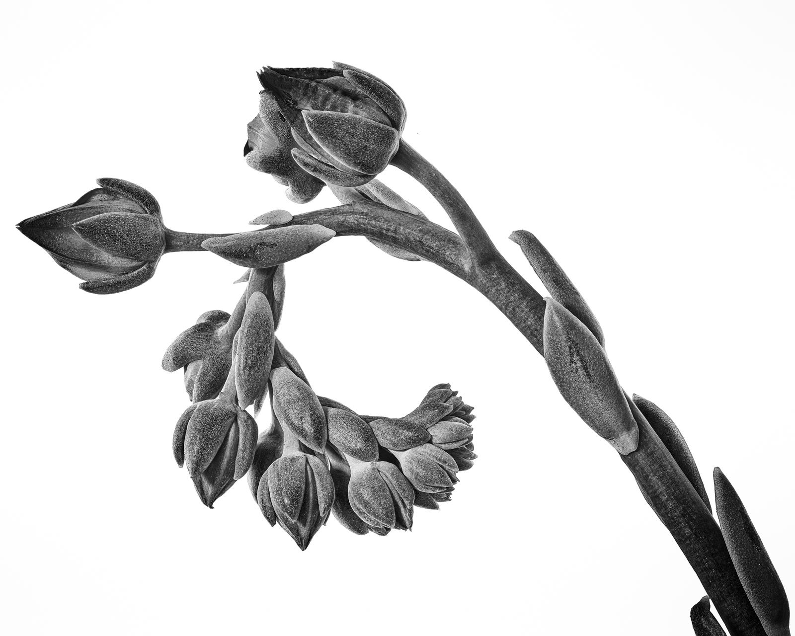 Echeveria gilva I
