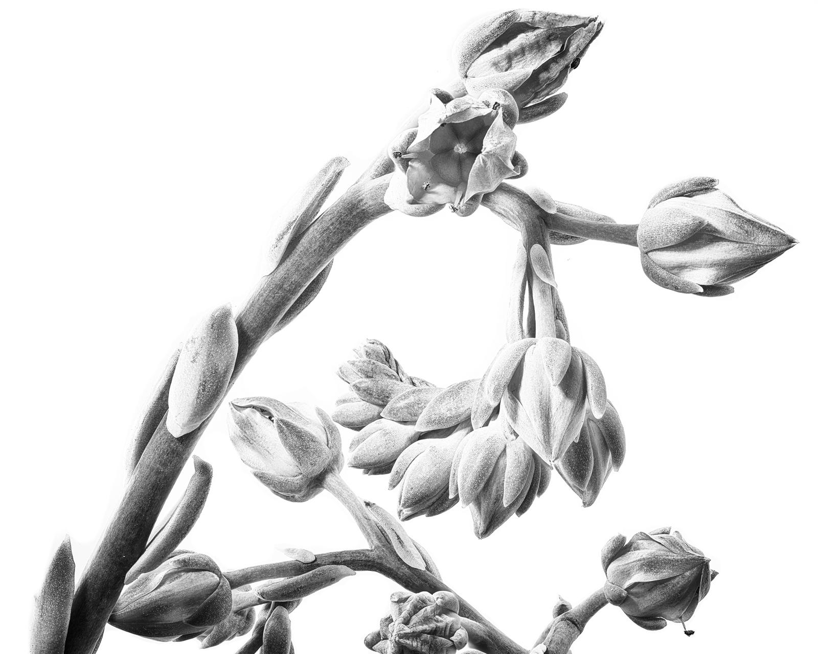 Echeveria gilva II