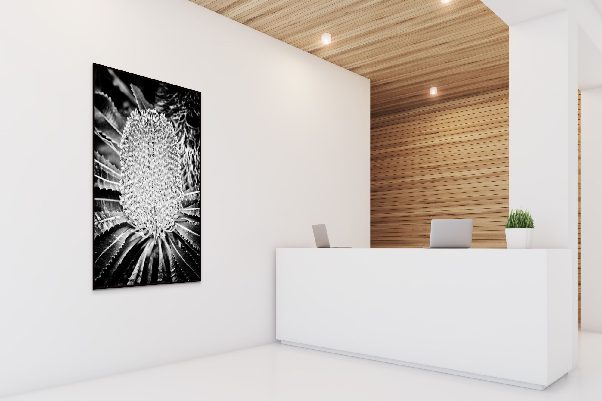 Banksia robur